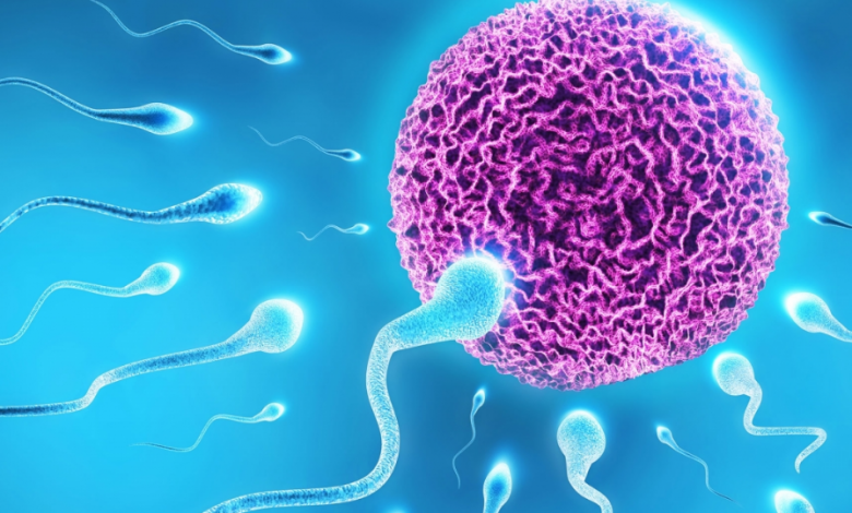 İnfertilite (Kısırlık) Tedavisi Nasıl Olur?